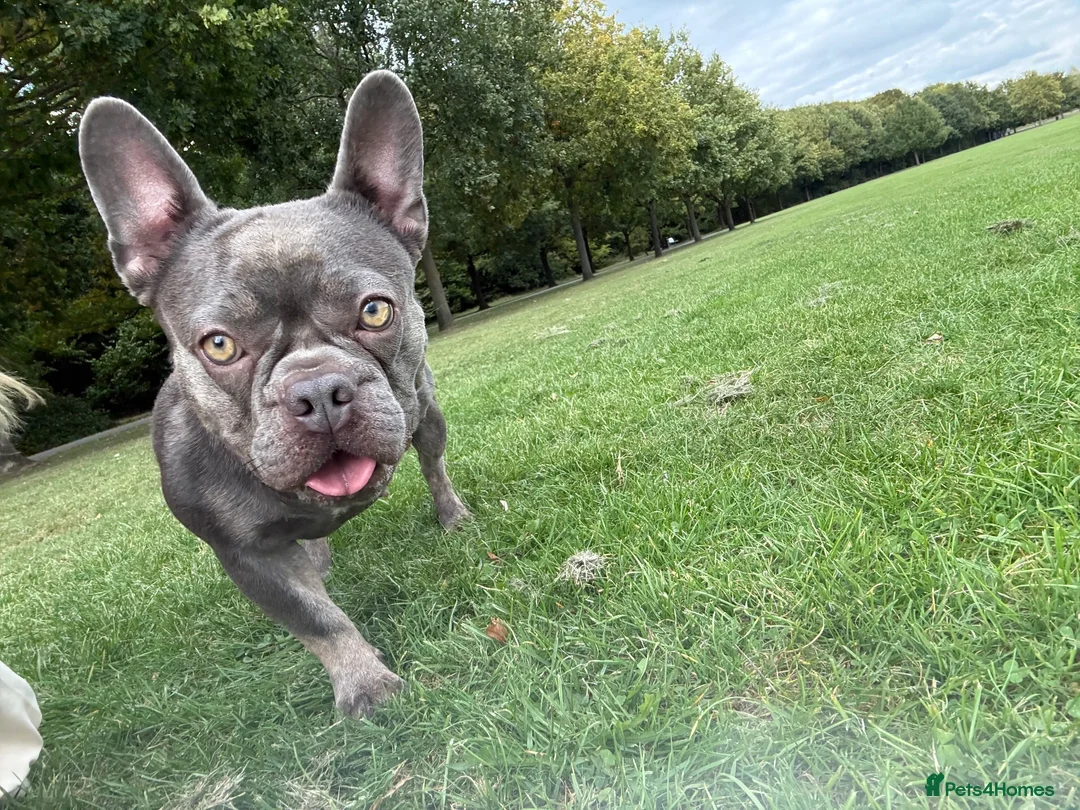 French Bulldog dogs for sale: 2 year old girl French bulldog called Nala  - Advert 2