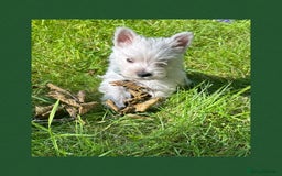 West Highland Terrier dogs for sale: KC Registered West Highland Terries Puppies  - Image 13