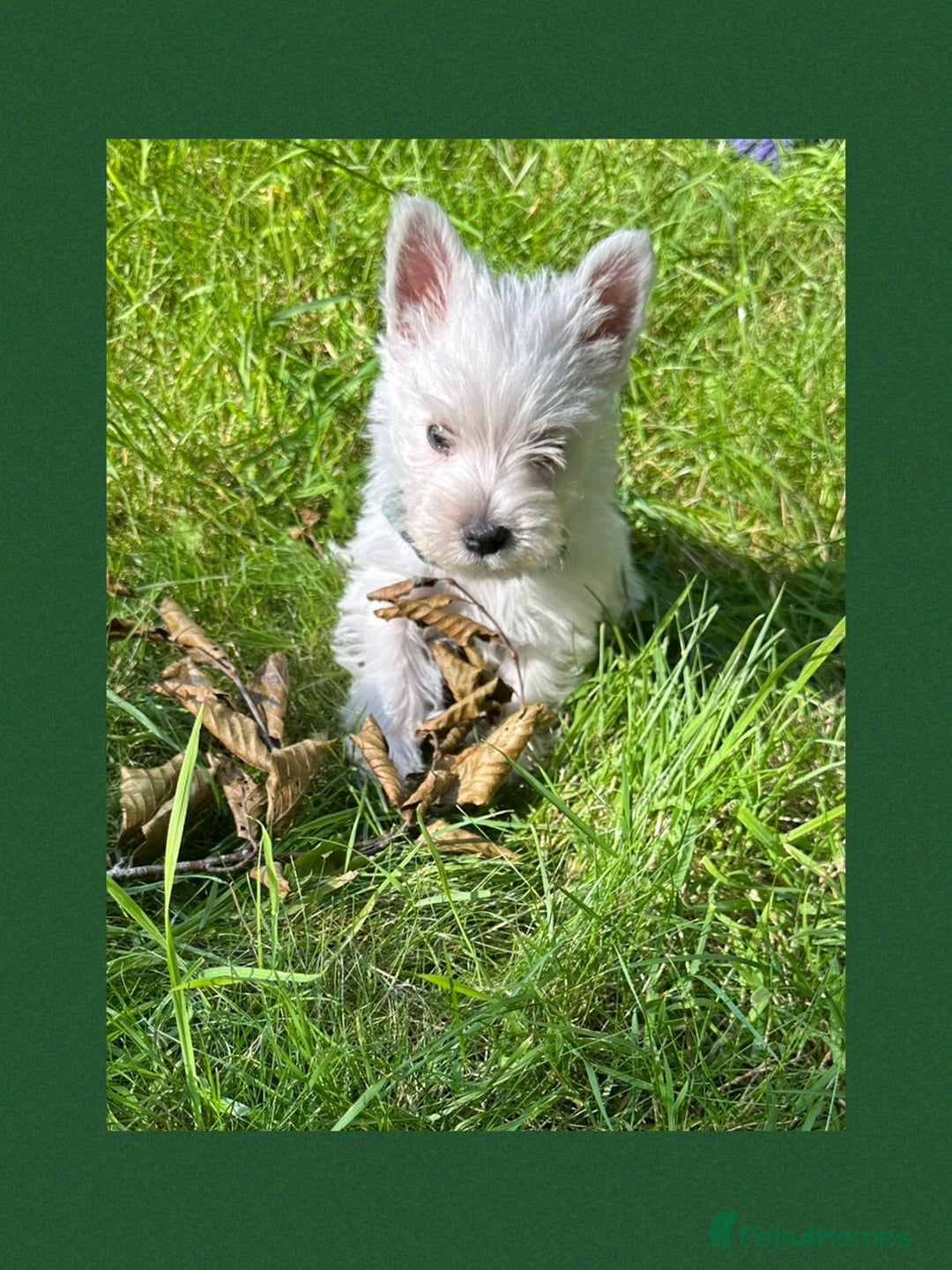 West Highland Terrier dogs for sale: KC Registered West Highland Terries Puppies  - Image 13