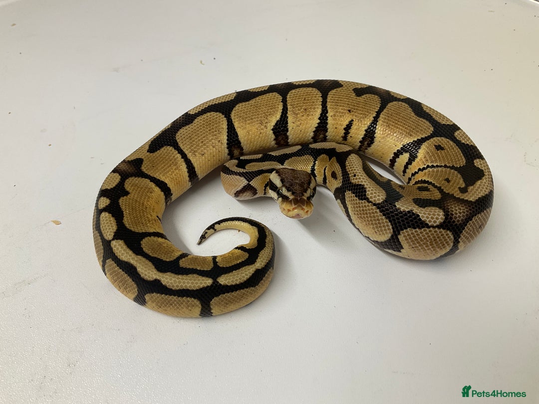 Python Snake reptiles for sale: Royal Pythons  - Image 2