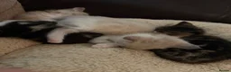 Mixed Breed cats for sale: 5 kittens- 2 boys and 3 girls - Advert 10
