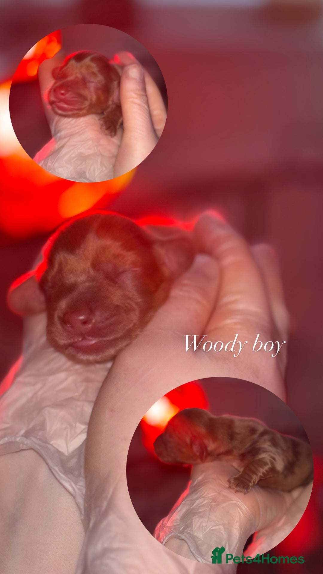 Miniature Dachshund dogs for sale: Long haired mini daschunds  - Advert 3