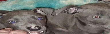 Italian Greyhound Puppy 4