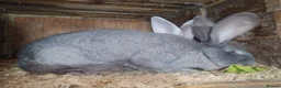 Continental Giant rabbits for sale: Pure and rare colour grey blue giant continental - Advert 1
