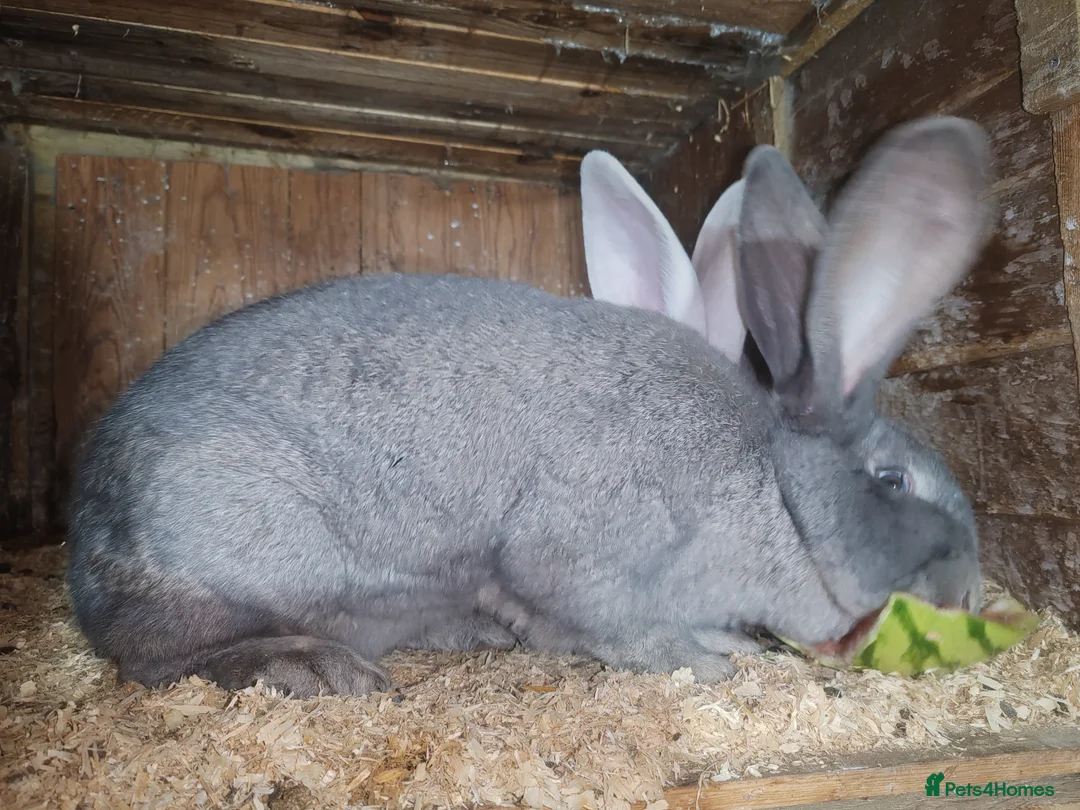 Continental Giant rabbits for sale: Pure and rare colour grey blue giant continental - Advert 1