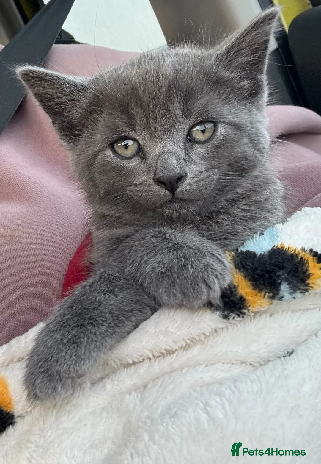 Mixed Breed cats for sale: Half British short hair female  - Advert 1