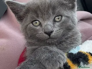 Mixed Breed cats Half British short hair female - Advert 1