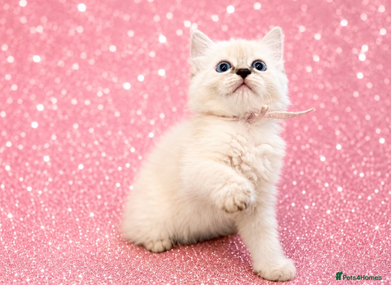 Ragdoll cats 💫 GORGEOUS GIRL RAGDOLLS - READY NOW 🏡 - Advert 15