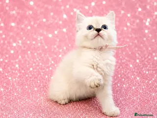 Ragdoll cats 💫 GORGEOUS GIRL RAGDOLLS - READY NOW 🏡 - Advert 1