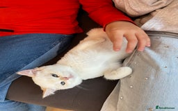 British Shorthair cats for sale: British shorthair golden point - Image 10