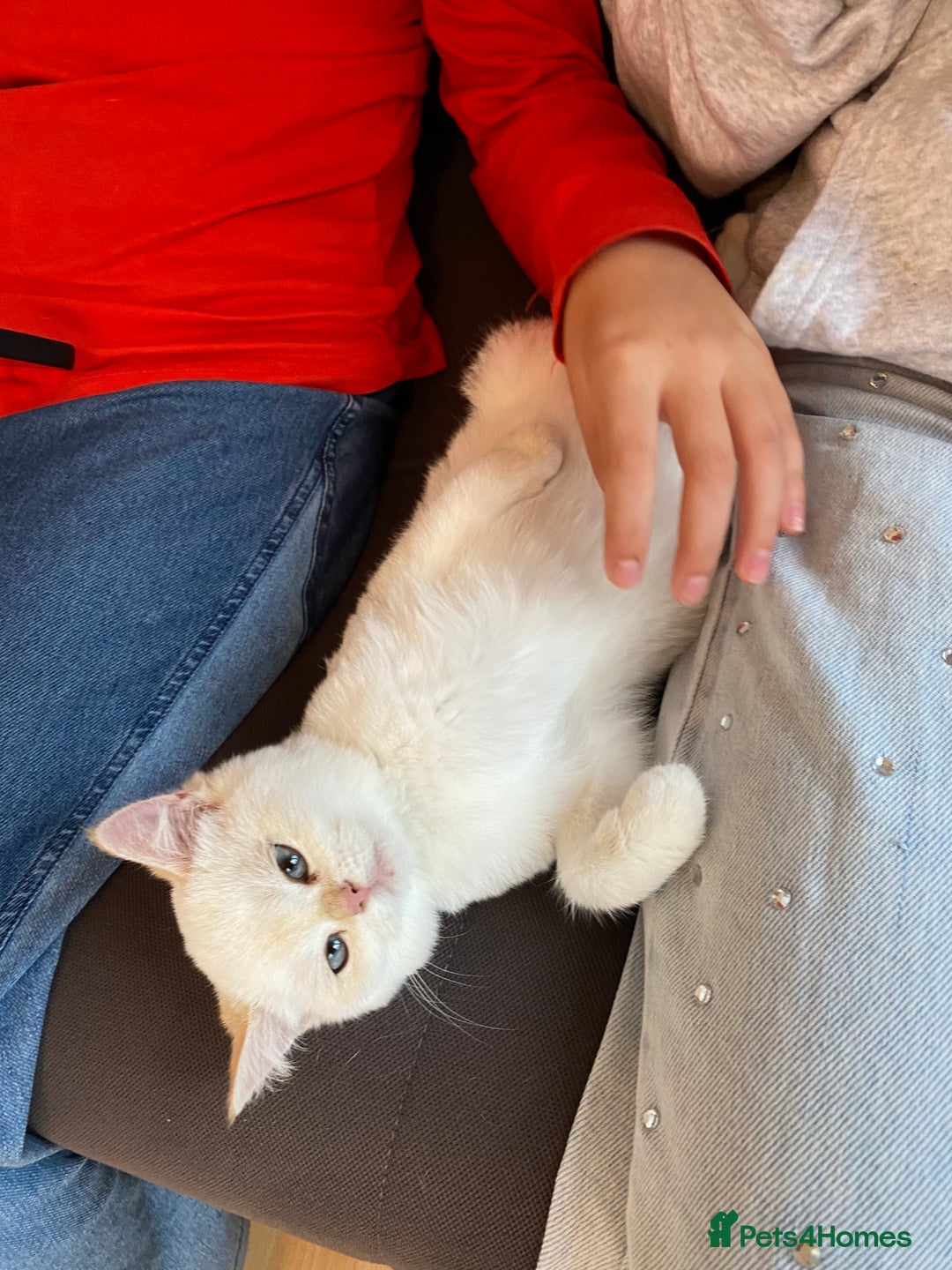 British Shorthair cats for sale: British shorthair golden point - Image 10
