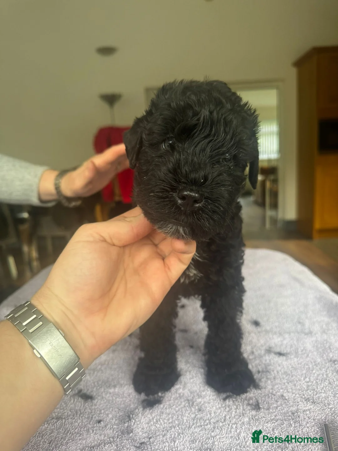 Kerry Blue Terrier dogs for sale: Kerry Blue Terrier Puppies  - Advert 6
