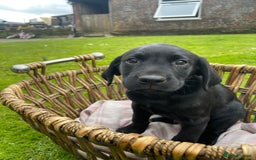 Labrador Retriever dogs for sale: Two Beautiful KC RegisteredLabrador Boys for Sale  - Image 2