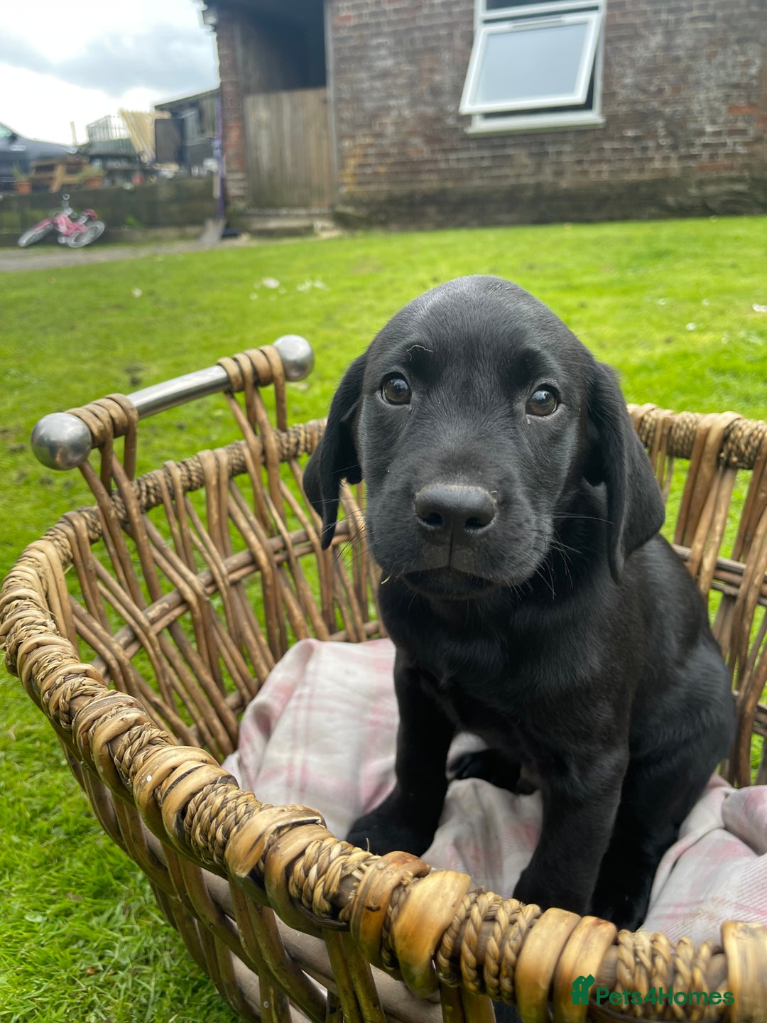 Labrador Retriever dogs for sale: Two Beautiful KC RegisteredLabrador Boys for Sale  - Image 2