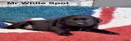 Labrador Retriever dogs for sale: Absolutely stunning Labrador puppies for sale - Advert 14