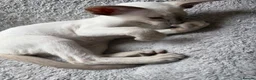 Siamese cats for sale:  Gccf registered Siamese’s  - Advert 10
