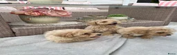 Maltipoo dogs for sale: Stunning apricot F1 Maltipoo puppies - Advert 12