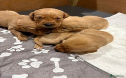 Labrador Retriever dogs for sale: Beautiful kc registered fox red labs - Image 4