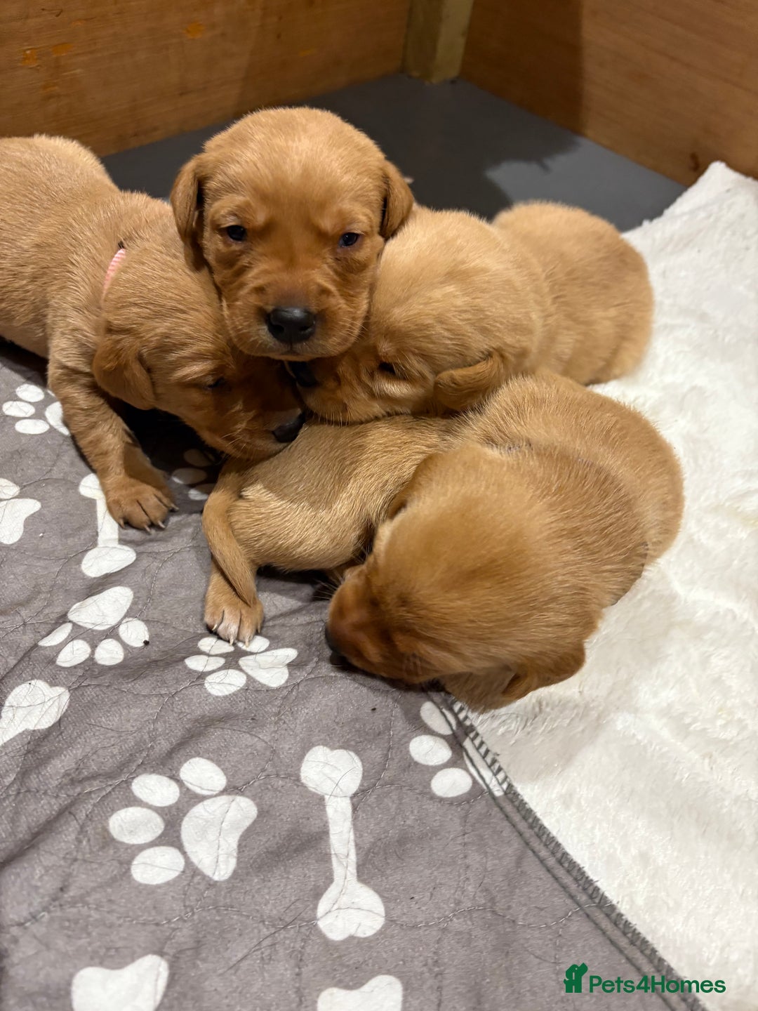 Labrador Retriever dogs for sale: Beautiful kc registered fox red labs - Image 4