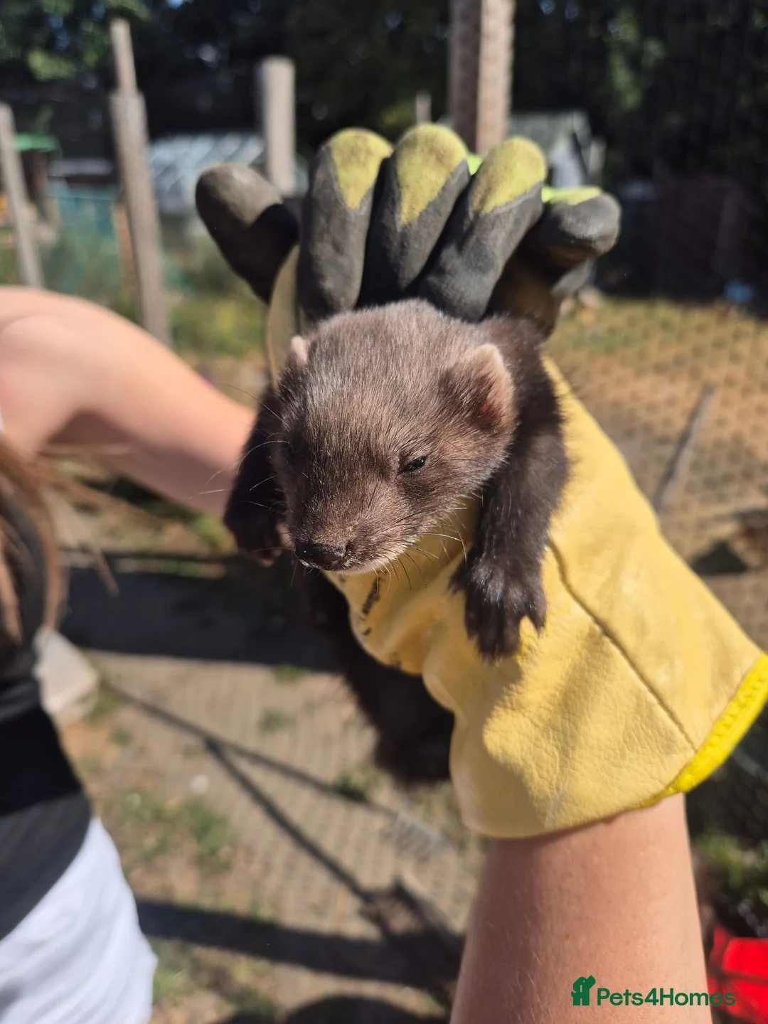 Ferret rodents for sale: Eu polecats in Barnsley - Advert 2