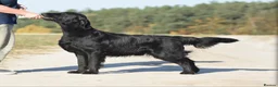 Flat coated Retriever dogs for sale: Beautiful Flat Coated Retriever Puppies  - Advert 7