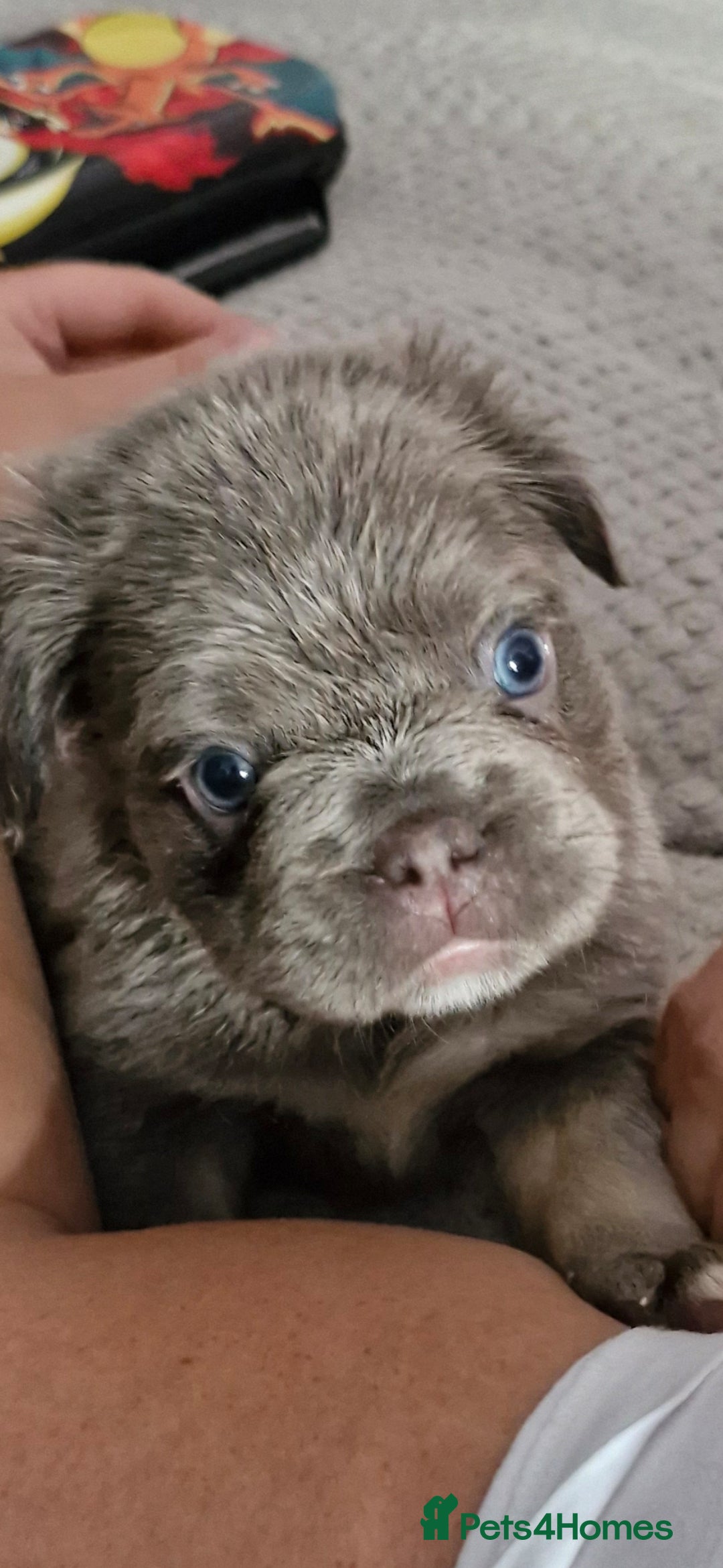 French Bulldog dogs for sale: Fluffy French bulldog pups for sale - Image 7