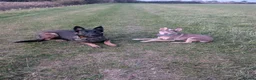 Belgian Shepherd Dog dogs for sale: Belgian Malinois Female - Advert 5