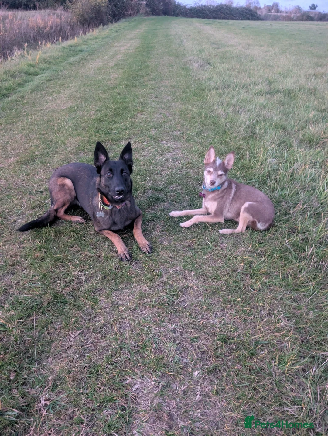 Belgian Shepherd Dog dogs for sale: Belgian Malinois Female - Advert 5