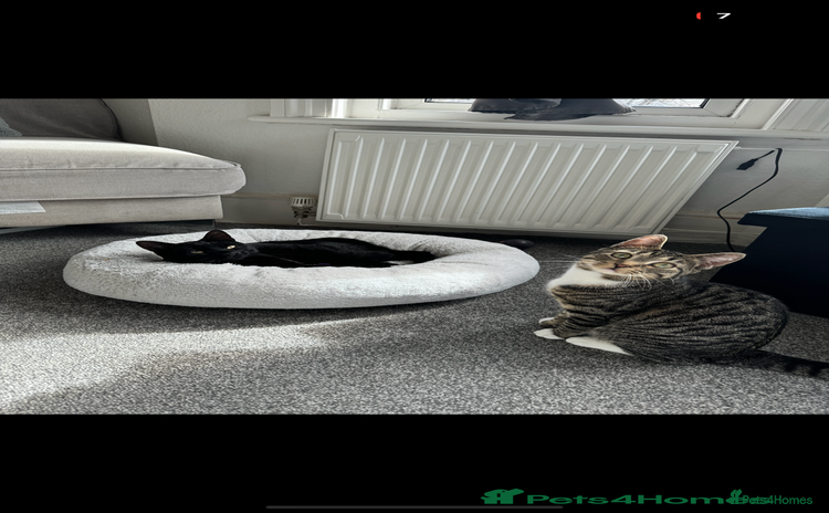 British Longhair cats - Advert 11