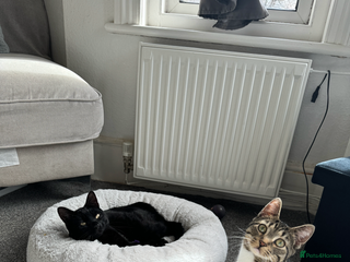 British Longhair cats - Advert 11