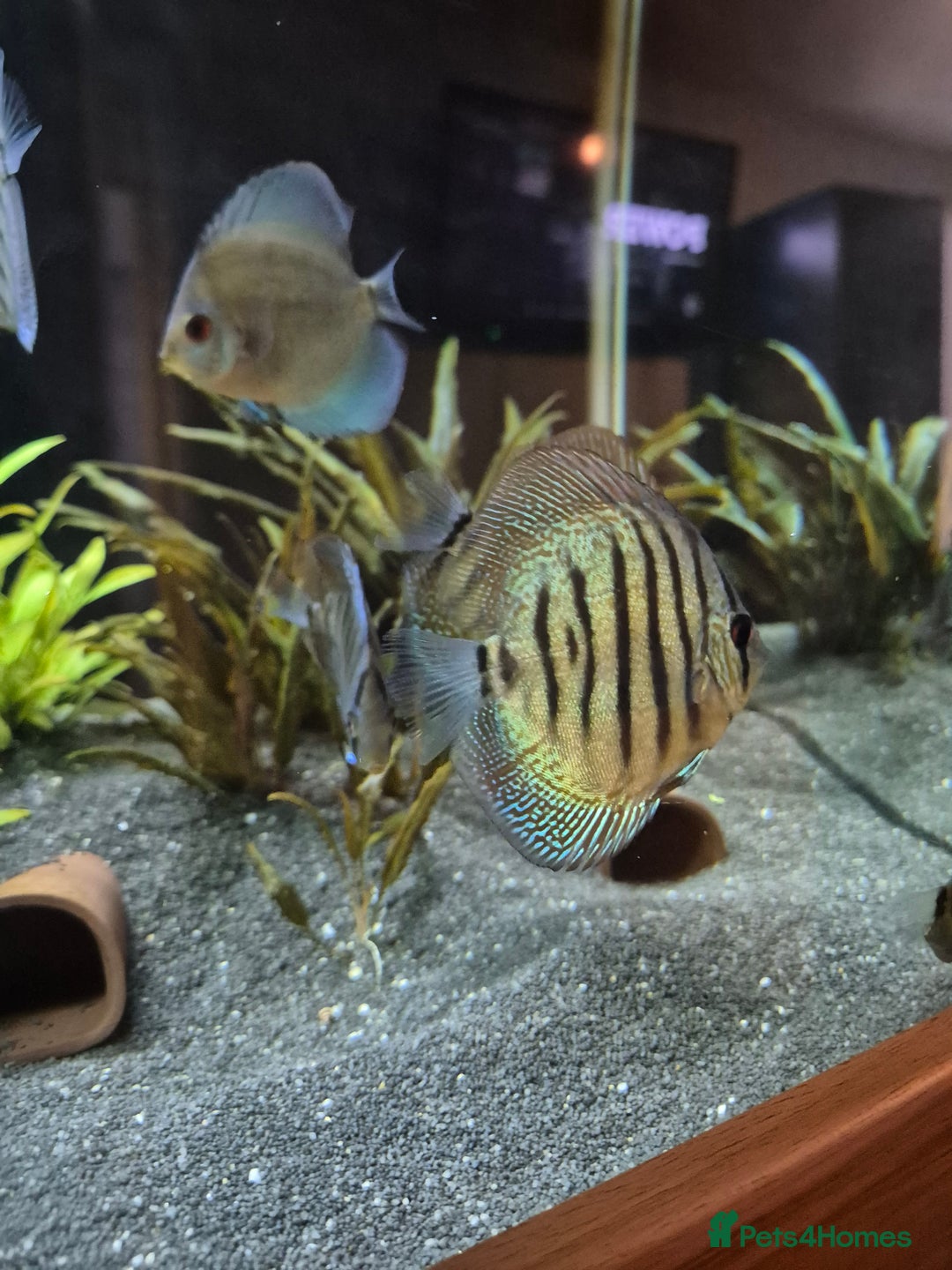 Discus fish for sale: Variety of fish for sale  - Image 3