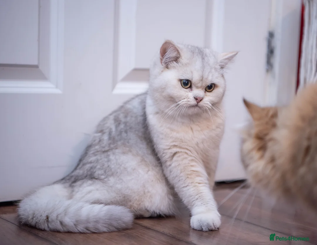 British Shorthair cats for stud: ❤ British ShortHair Active Stud ❤ Champion ❤ in Doncaster - Advert 16