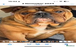 English Bulldog dogs for sale: English Bulldog puppies for sale KC registered  - Image 36