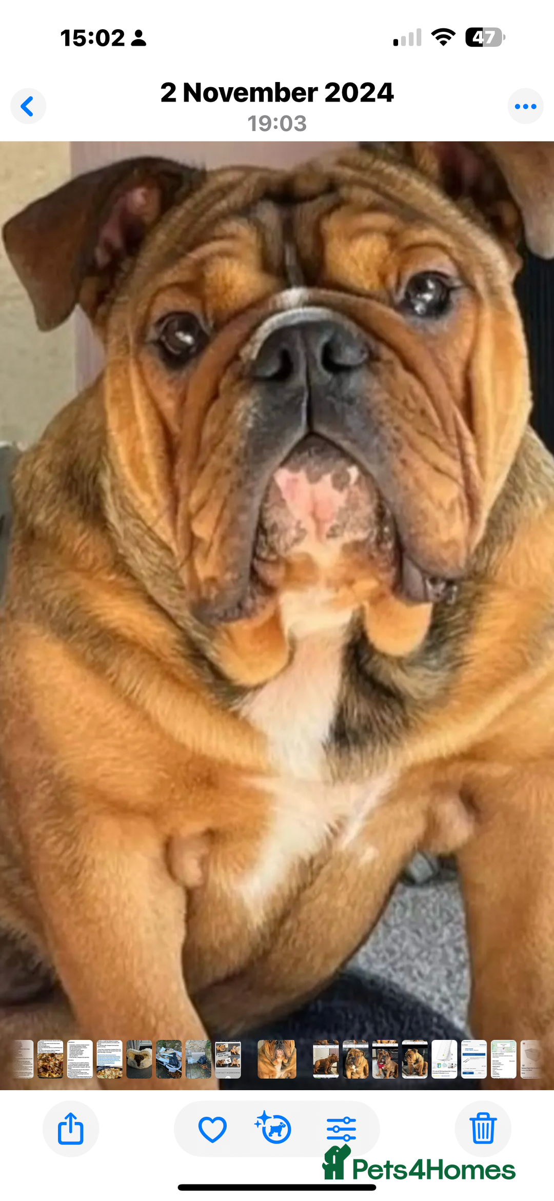 English Bulldog dogs for sale: English Bulldog puppies for sale KC registered  - Image 36