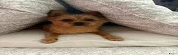 Mixed Breed dogs for sale: Chappie  - Advert 3
