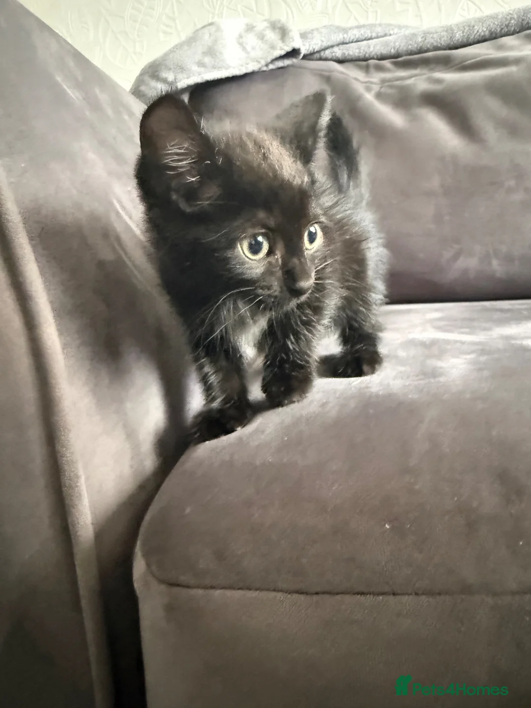 Domestic Shorthair cats for sale: Beautiful domestic shorthair kittens for sale in Plymouth - Advert 2