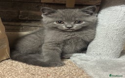 British Shorthair cats for sale: British shorthair  - Image 10