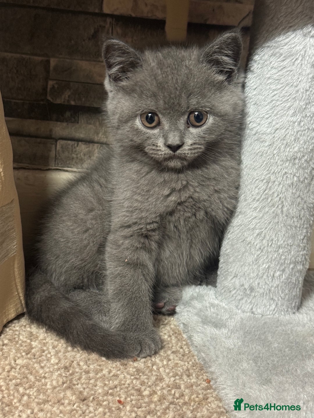 British Shorthair cats for sale: British shorthair  - Image 10