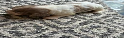 Cocker Spaniel dogs for sale: Beautiful Cocker spaniel puppies for sale  in Mansfield - Advert 14