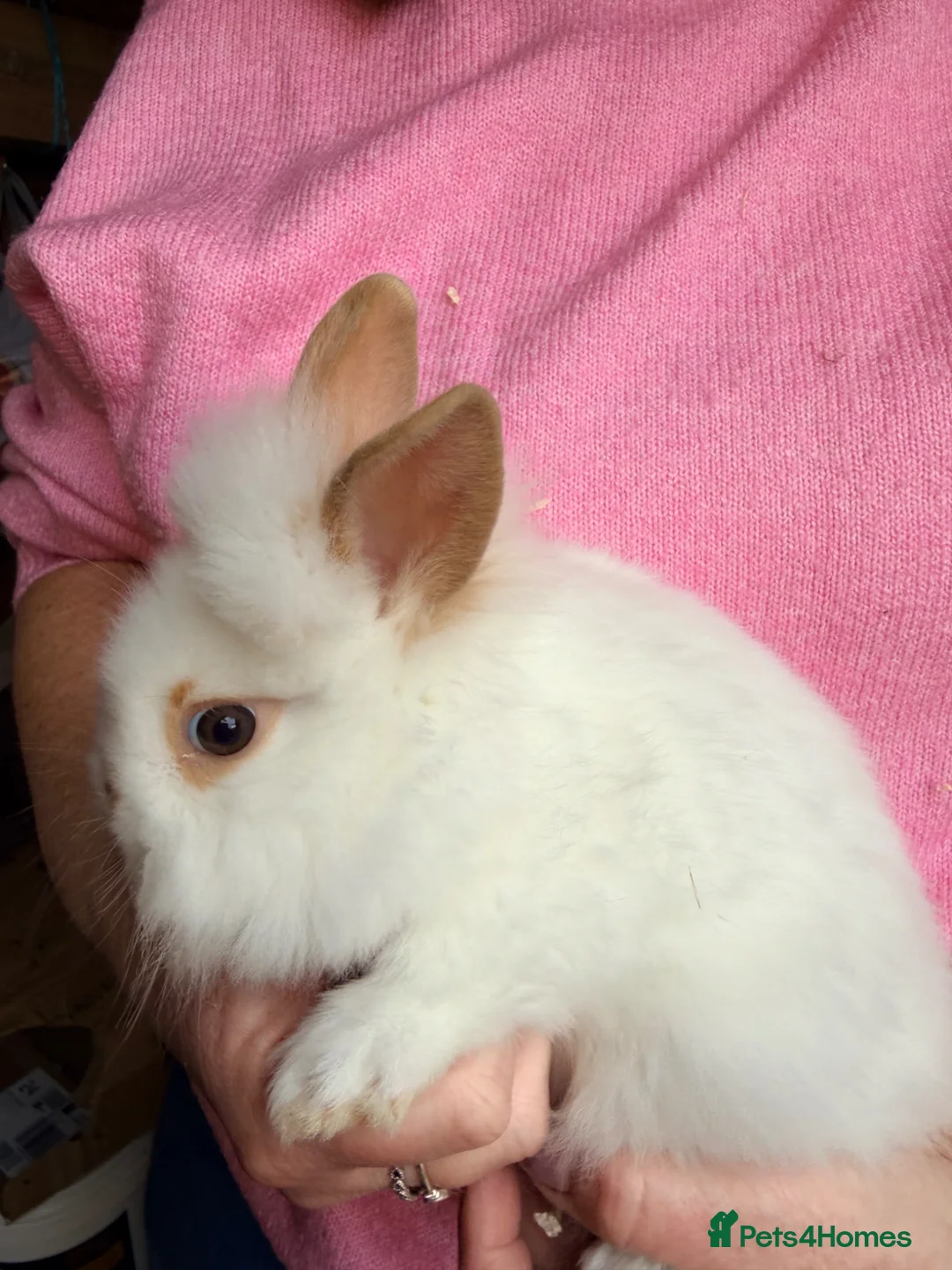 Lionhead rabbits for sale: Lionheads looking for their forever homes - Advert 3