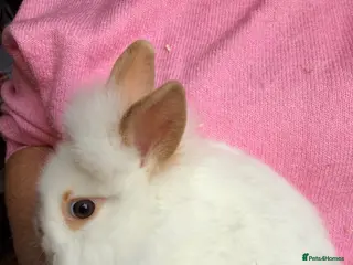 Lionhead rabbits Lionheads looking for their forever homes - Advert 8