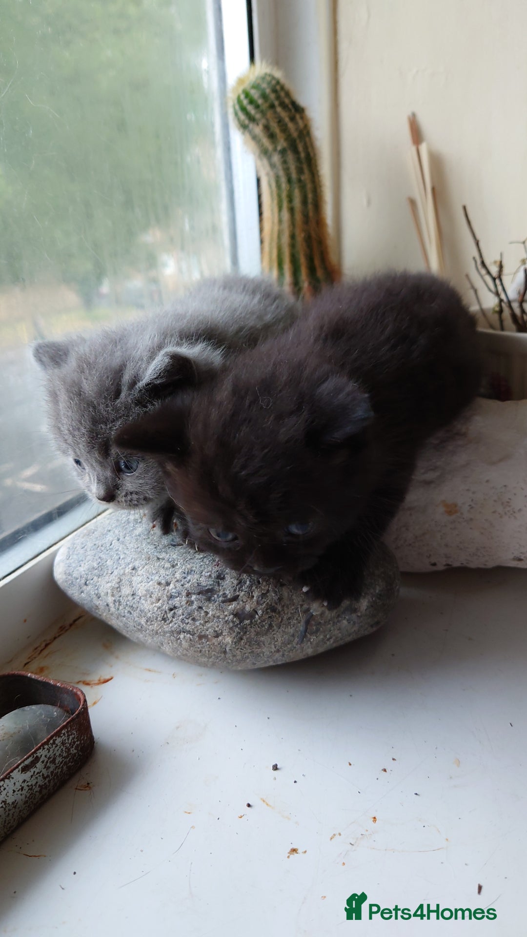 British Shorthair cats for sale: British Short Hair BSH kittens - Image 5
