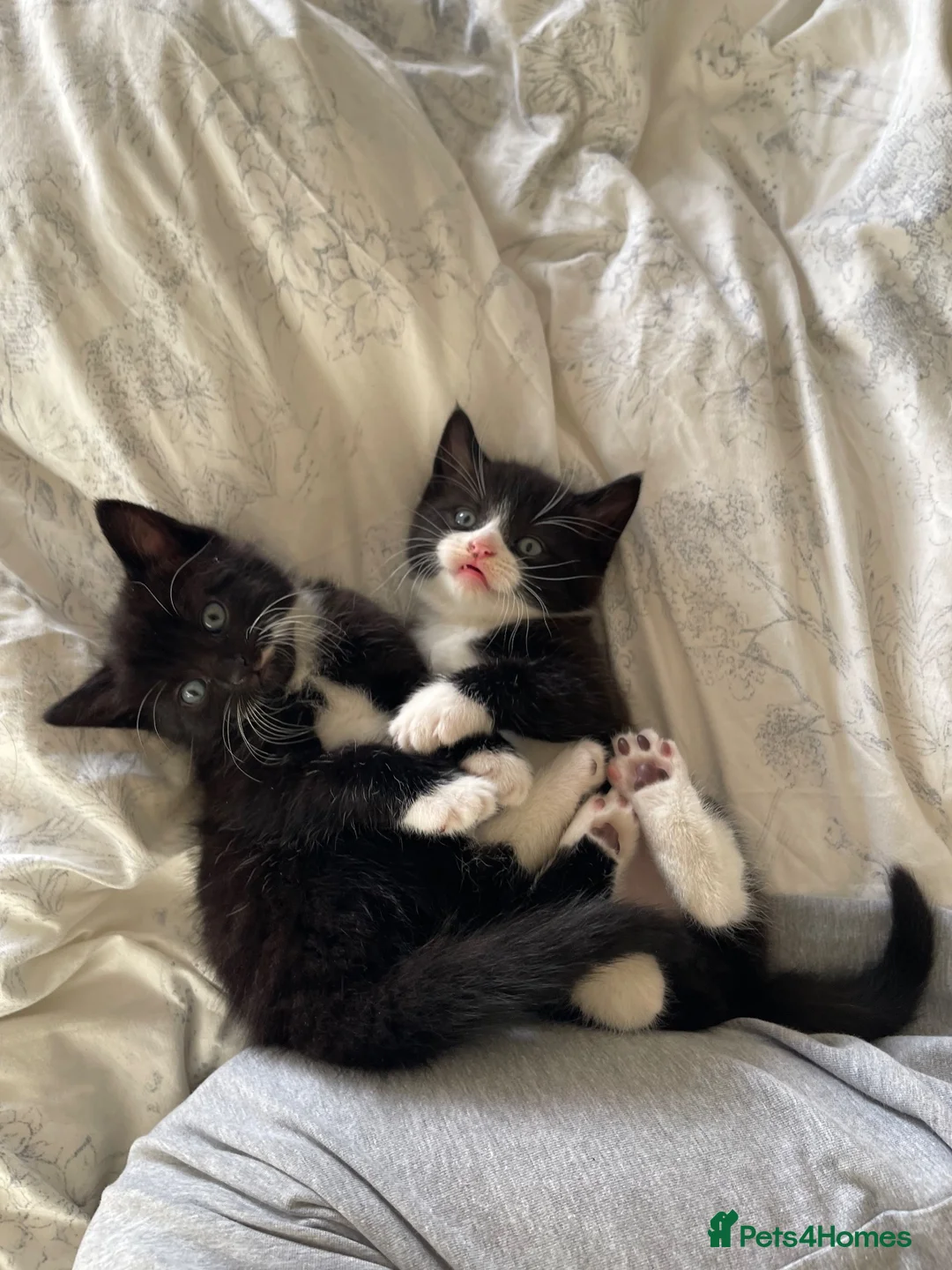 Mixed Breed cats for sale: 🐾 Beautiful Kittens Looking for Loving Homes 🐾 - Advert 2