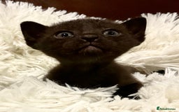 Bombay cats for sale: Beautiful Rare Female Pedigree Bombay Cat GCCF Reg - Image 1