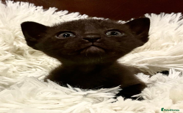Bombay cats - Advert 1