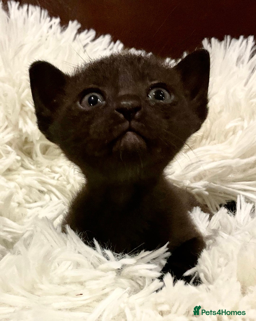 Bombay cats for sale: Beautiful Rare Female Pedigree Bombay Cat GCCF Reg - Image 1