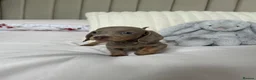 Miniature Dachshund dogs for sale: MINIATURE DACHSHUND PUPPIES FOR SALE - Advert 7