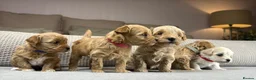 Maltipoo dogs for sale: SEE ALL OUR PUPPIES ON INSTA. OAKWELL RETRIEVERS  - Advert 18