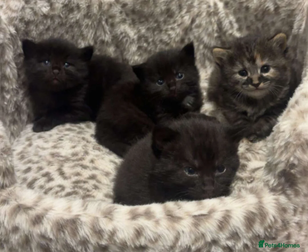 British Shorthair cats for sale: 🌟 fluffy British short hair mixed breed🌟  in Rainham - Advert 10