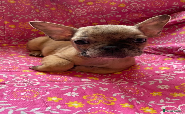 Mixed Breed dogs - Advert 3